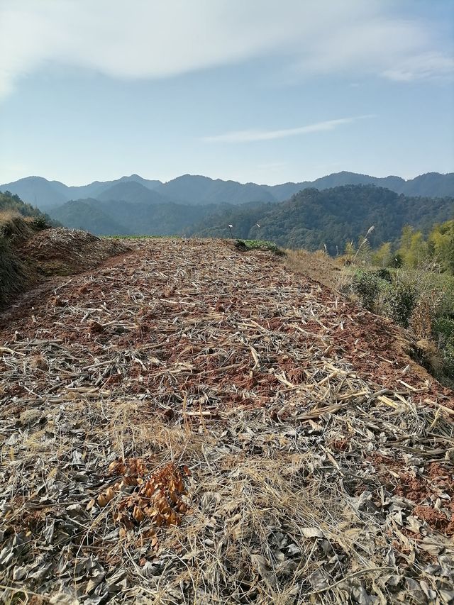 千島湖施家坪古村落｜被遺棄的土房村落丨人少安靜丨免收門票