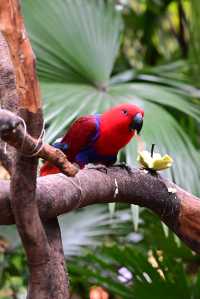 廣州長隆野生動物園——動物攝影的天堂