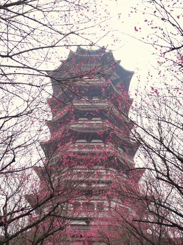 白鷺塔的日與夜/最美洋湖梅花美景