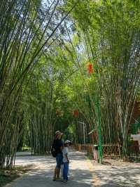廣東唯一的竹海森林公園，翠竹綿延浩如煙海