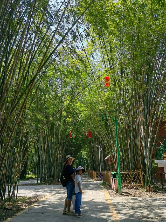 廣東唯一的竹海森林公園，翠竹綿延浩如煙海