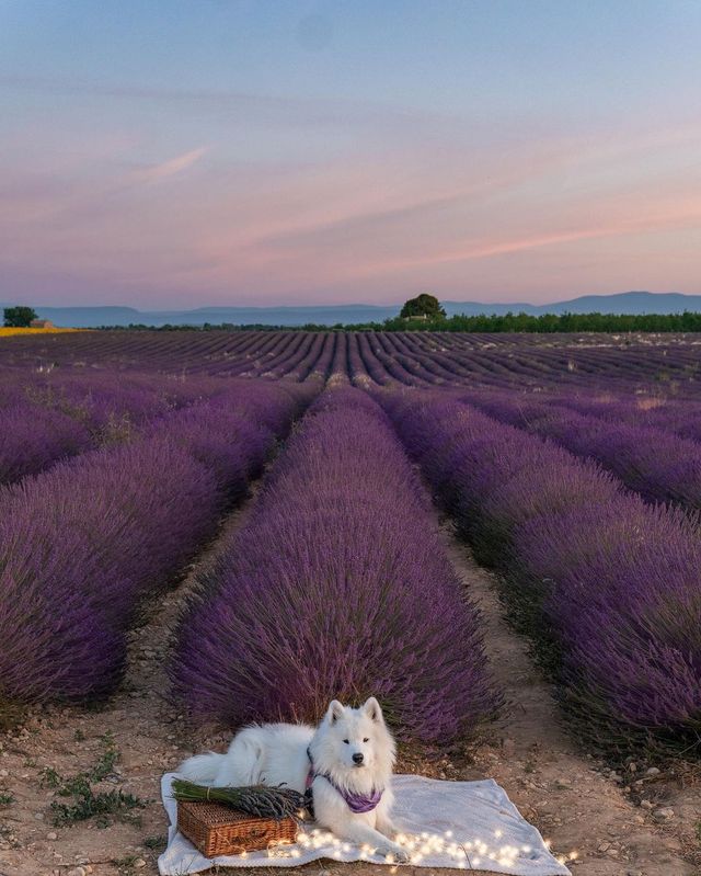 🇫🇷💜 Unveiling the Lavender Paradise! Explore Provence, France with us 🌸🌞