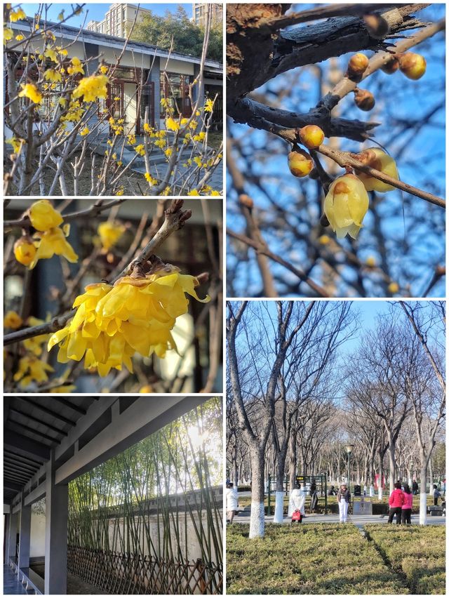 正月裡去看濟南植物園的腊梅
