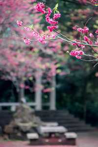 台北：陽明山/北投溫泉，待到櫻花爛漫時
