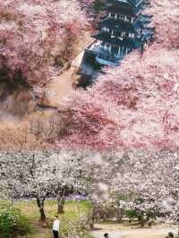 接下來的鼋頭渚堪稱國內浪漫旅遊天花板