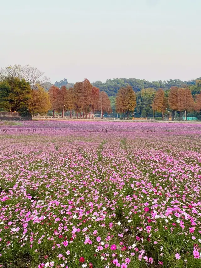 冬の花海の中で中山の崖口のゲザン花海