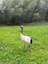 西安秦嶺野生動物園｜一日遊