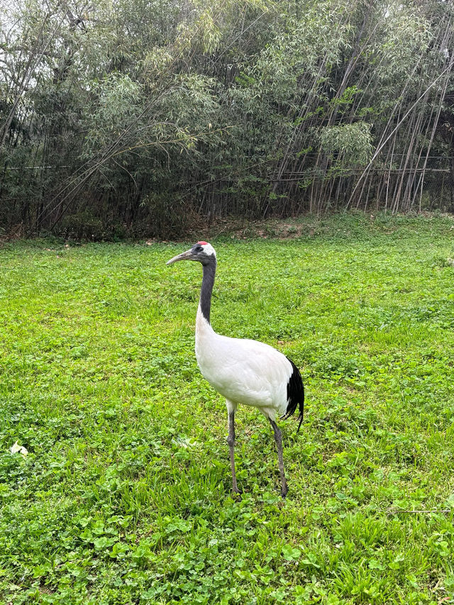 西安秦嶺野生動物園｜一日遊