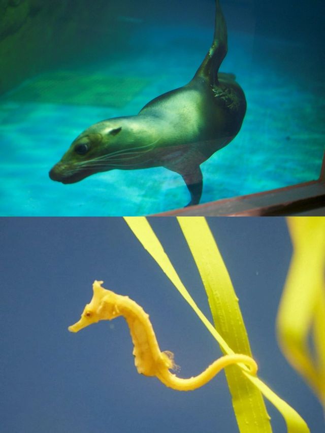 【東京品川水族館攻略】海底世界奇觀，千種海洋生物等你發現！