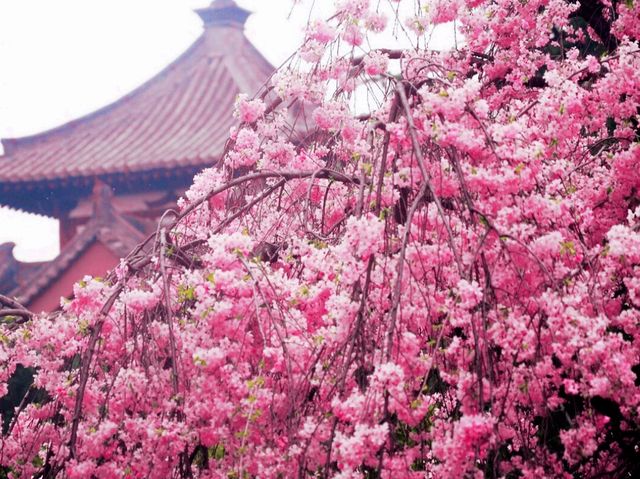 Sakura Blossom in Sakura City