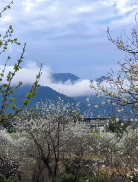 水浪花谷：廣東的隱秘李花天堂