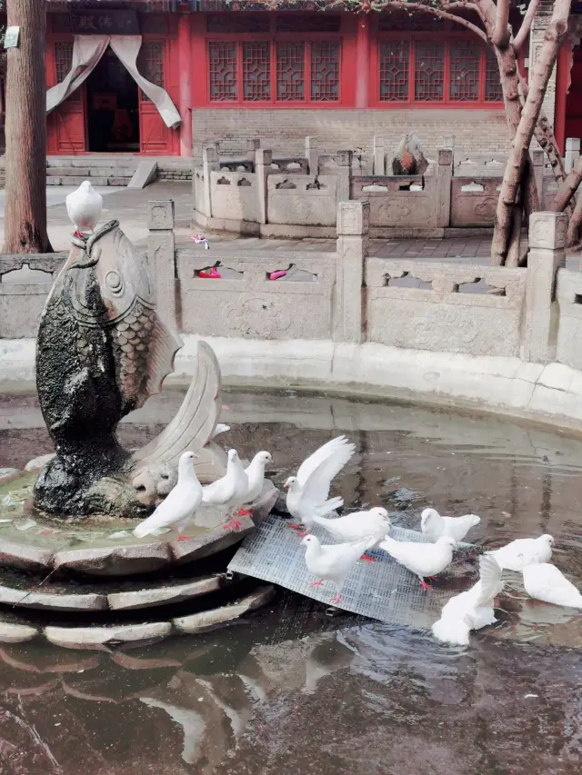 In spring, it is fitting to pray for blessings at the 1600-year-old cat temple for a cyber prayer session