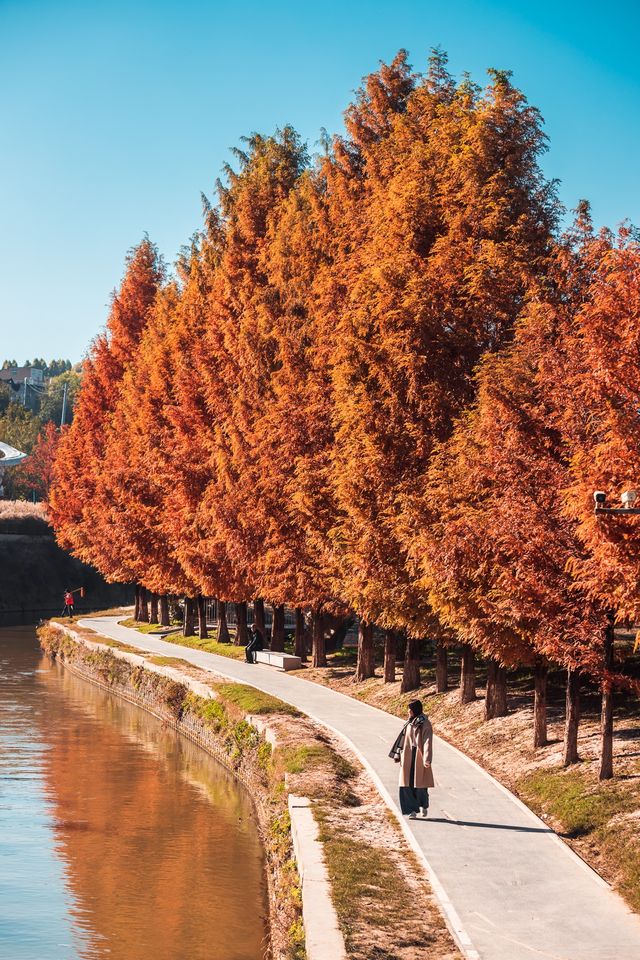 In the deep autumn of Xi'an, the oil painting-like water shirt forest exudes a full cinematic feel🎬.