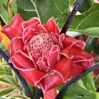 Tropical fruits you have never seen 