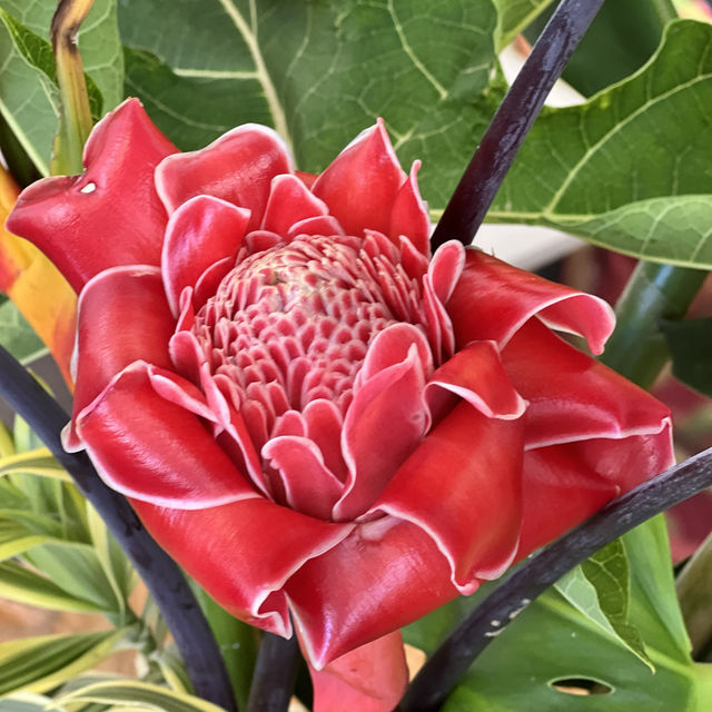 Tropical fruits you have never seen 