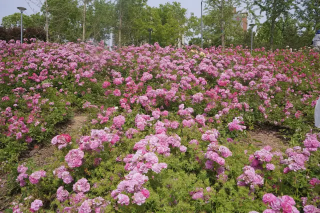 Zhengzhou's Version of Monet's Garden | Enjoying Flowers at Xiliuhu Park