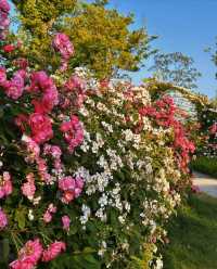 南京周，滁州明湖公園，薔薇花盛宴等你來！