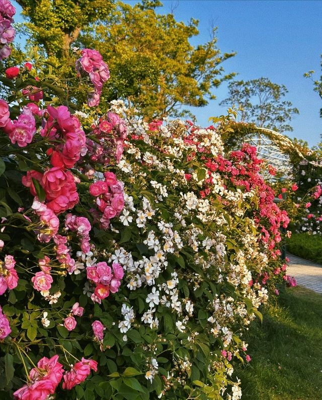 南京周，滁州明湖公園，薔薇花盛宴等你來！