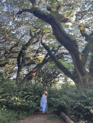 The real-life version of the Middle-earth forest