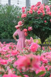 徐匯小眾月季園美成莫內花園不許你錯過