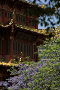五月的成都，被藍花楹驚豔