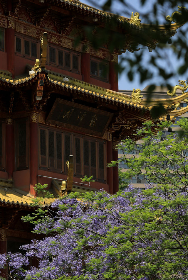 五月的成都，被藍花楹驚豔