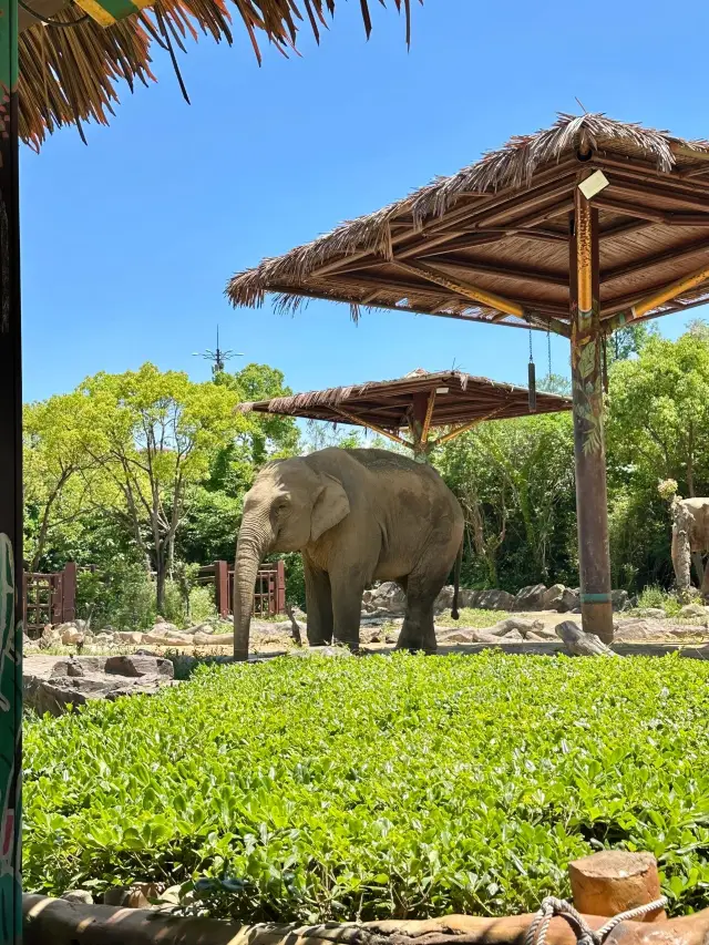 不開心的時候來這裡看看小動物吧