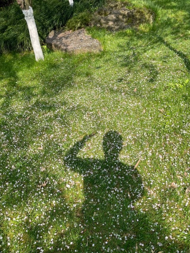 在中央公園曬太陽！海棠花也開咯