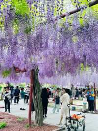 上海嘉定賞花好去處推薦，紫藤園
