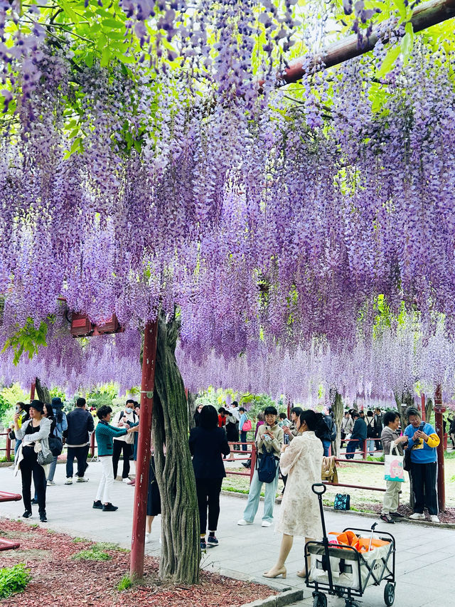 上海嘉定賞花好去處推薦，紫藤園