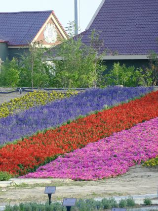 去新疆過夏天 遇見伊犁薰衣草園