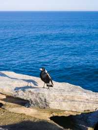 This Sydney coastal walk traverses six eastern beaches🏖️ in the region.