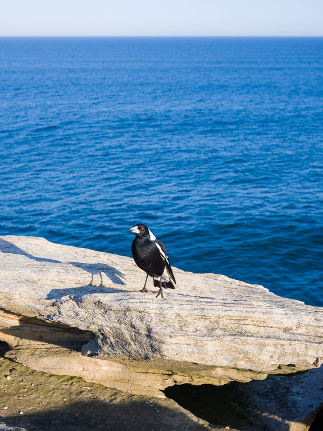 This Sydney coastal walk traverses six eastern beaches🏖️ in the region.