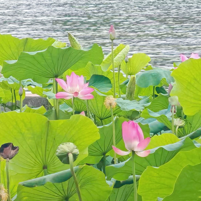 【濟南天下第一泉】戶外園林風景，適合任何季節遊覽