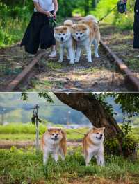 與秋田犬初次親密接觸-夏日陸奧千里行【十】。
