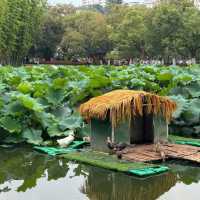【雲南省/翠湖公園】自然を感じよう！