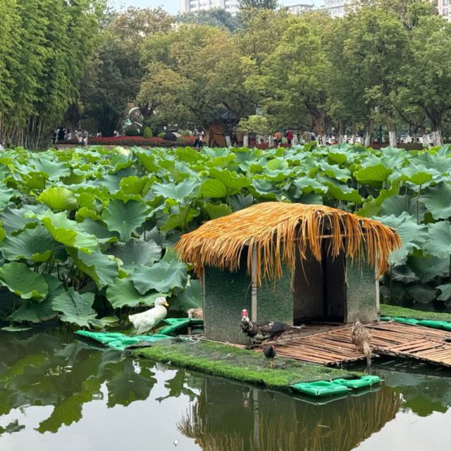 【雲南省/翠湖公園】自然を感じよう！