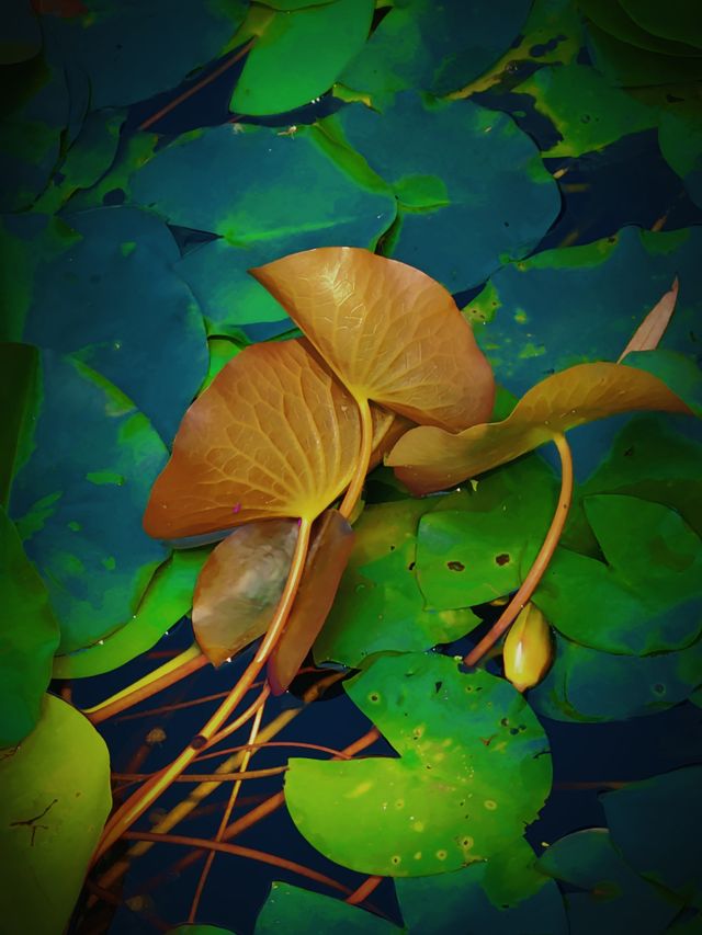 “京”日好去處(十二)——什剎海西海濕地公園 “京”日好去處(十二)——什剎海西海濕地公園