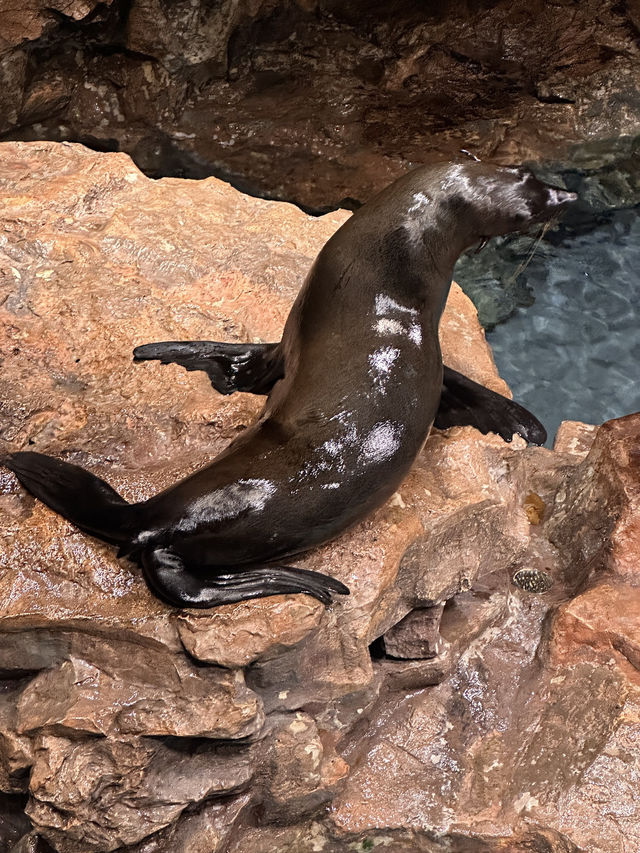 The Super Family Friendly Sumida Aquarium, The Wonders Of the Deep In Tokyo!