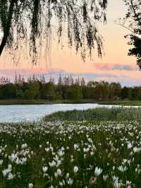 濱江森林公園的粉色夢境，秋日裡的浪漫詩篇。
