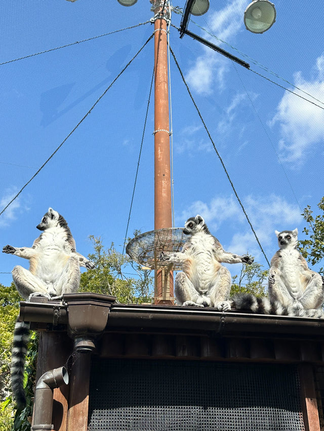 帶孩子來神戶一定要去這家動物王國！附攻略。