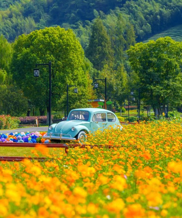 杭州徑山花海 | 邂逅浪漫花事。