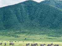 阿魯沙國家公園，梅魯火山下的火烈鳥天堂。