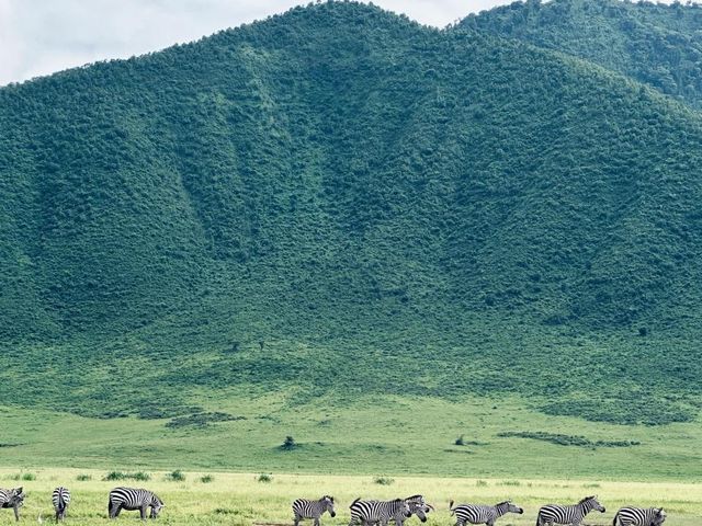 阿魯沙國家公園，梅魯火山下的火烈鳥天堂。