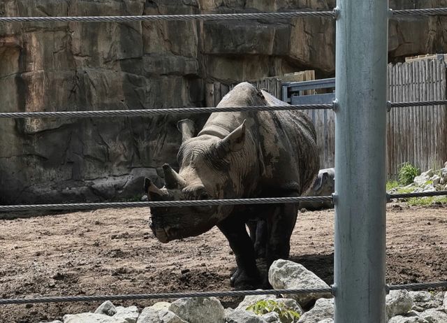 走進動物世界狂歡｜林肯公園動物園。