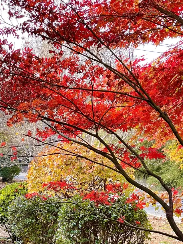 11月12日實況！北京人嘴巴真嚴，北京紅楓頂流竟在這裡，附地圖。