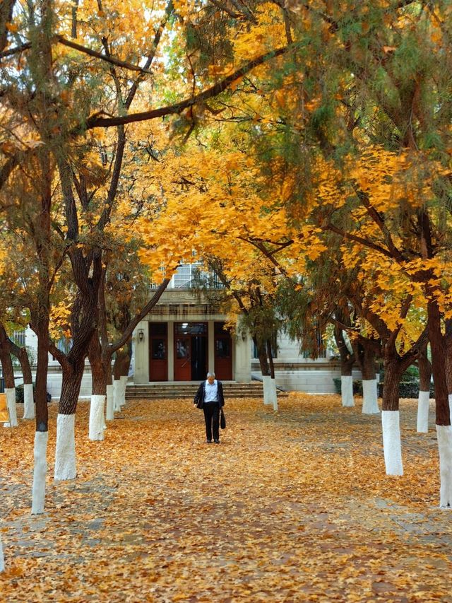 《金秋印象：山東師範大學緩掃區的浪漫秘境探遊》。