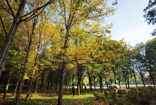 隋唐城遺址植物園。