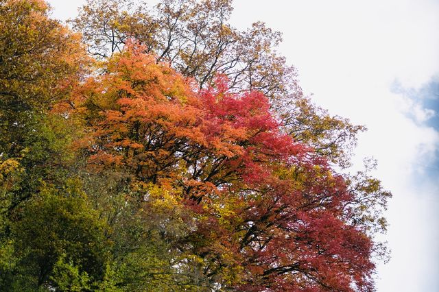 四川小眾紅葉秘境一藏在山裡的扒昔加古寨。