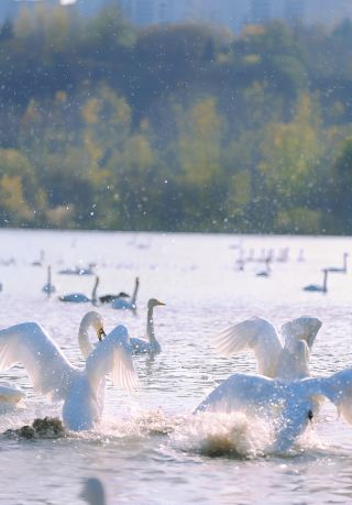 The most beautiful swans are in Sanmenxia. 